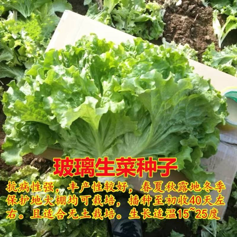 四季甜脆玻璃生菜种子脆嫩生吃生菜种籽阳台四季盆栽春季蔬菜