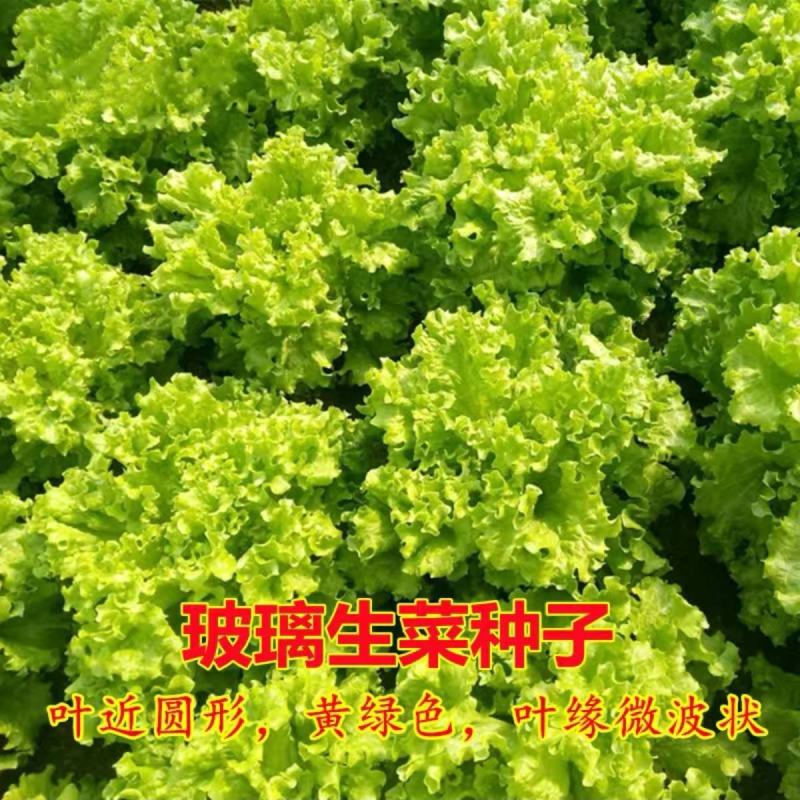 四季甜脆玻璃生菜种子脆嫩生吃生菜种籽阳台四季盆栽春季蔬菜