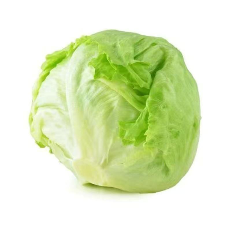 结球生菜种子圆生菜春夏秋四季播生菜种子球形生菜甘蓝种子
