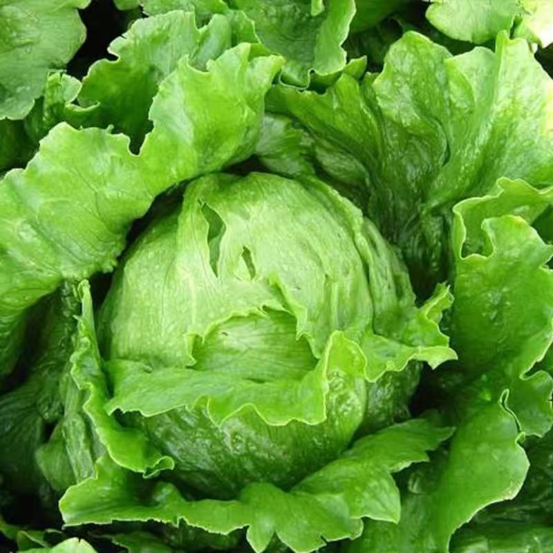 结球生菜种子圆生菜春夏秋四季播生菜种子球形生菜甘蓝种子