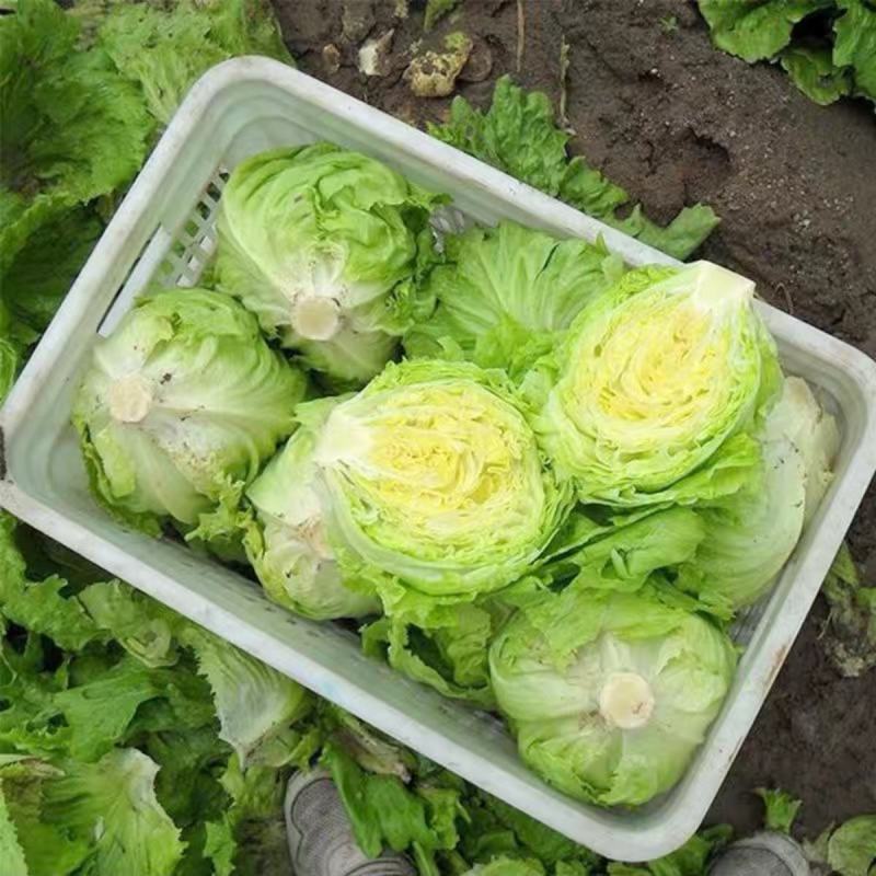 结球生菜种子圆生菜春夏秋四季播生菜种子球形生菜甘蓝种子