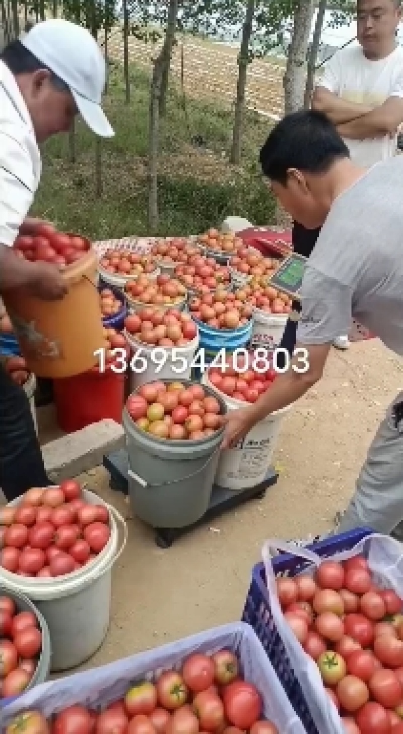海阳网纹瓜口感好甜度杠杠的，自有基地稳定供应，欢迎选购