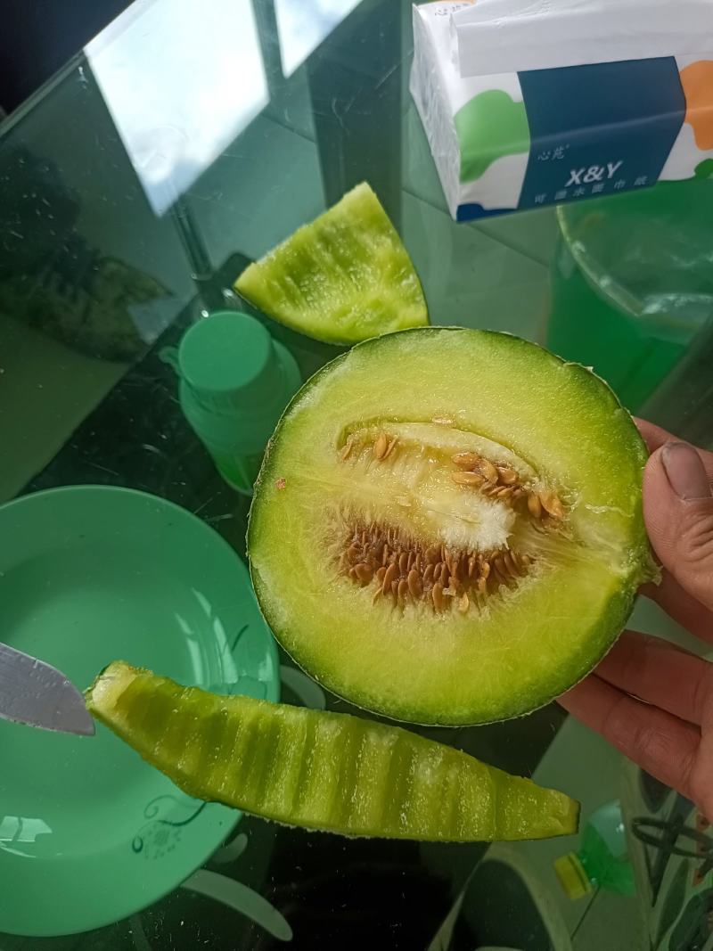 海阳网纹瓜口感好甜度杠杠的，自有基地稳定供应，欢迎选购