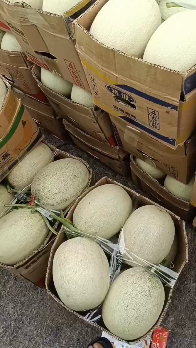 海阳网纹瓜口感好甜度杠杠的，自有基地稳定供应，欢迎选购