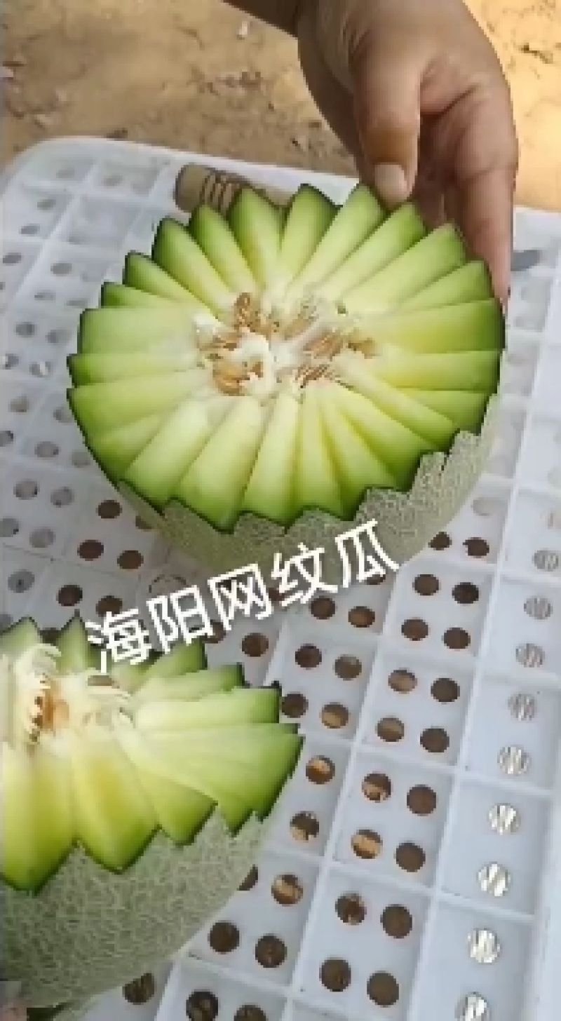 海阳网纹瓜口感好甜度杠杠的，自有基地稳定供应，欢迎选购