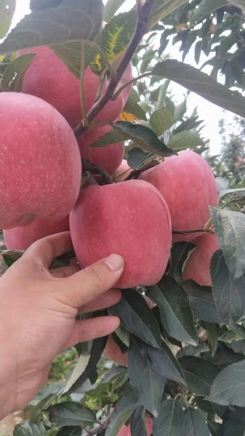 山东红富士苹果产地直发一手货源批发品质保证价格美丽发全国