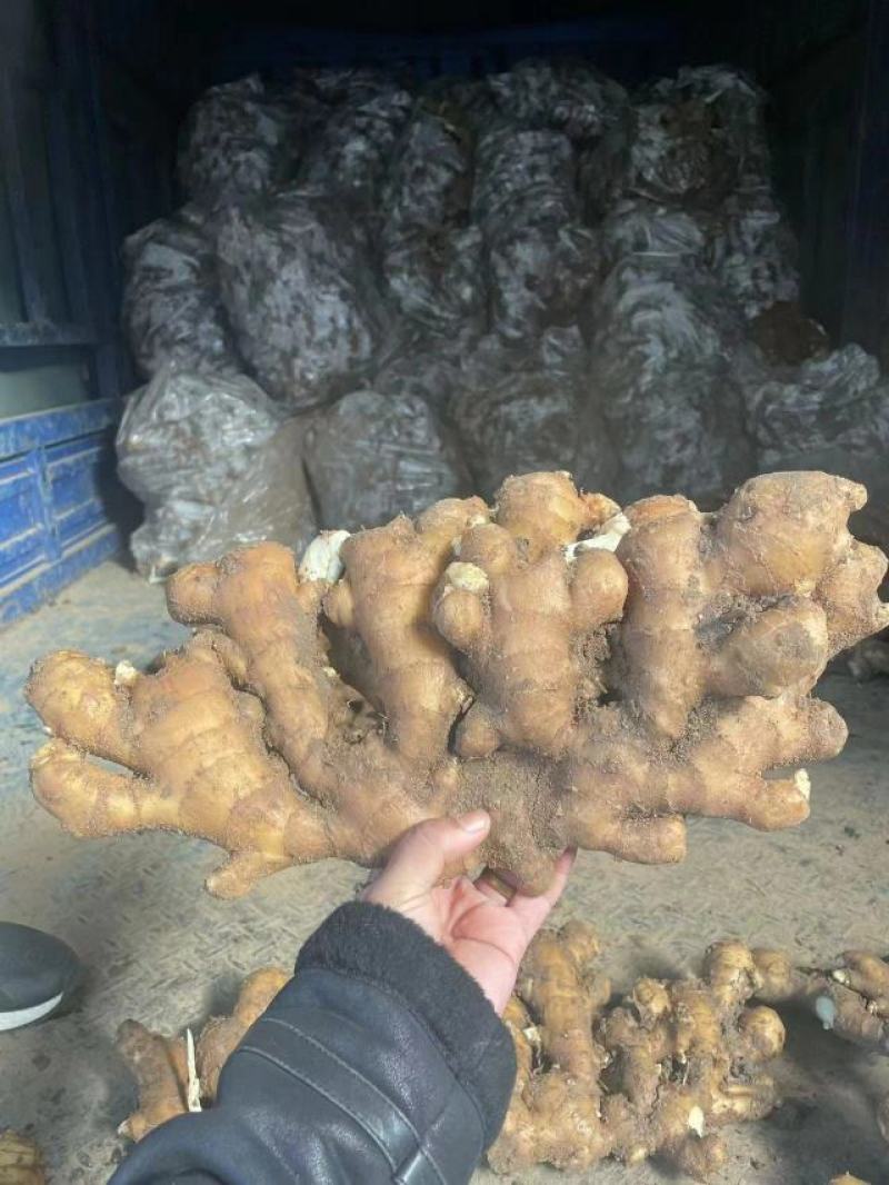 山东优质大黄姜【水洗姜风干姜】产地直发。保质保量