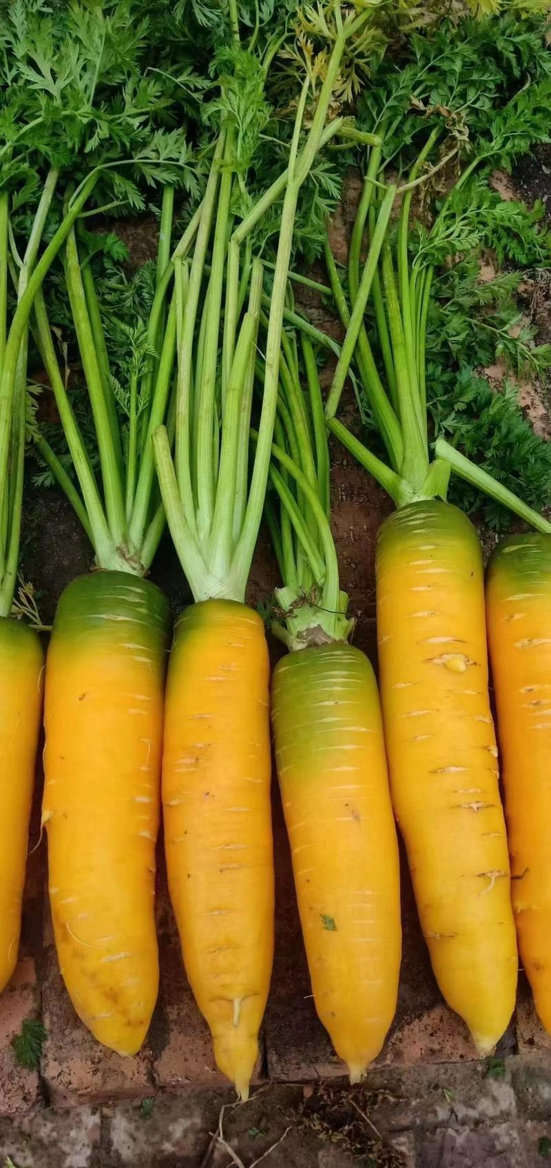 陕北精品黄萝卜大量供应有需要的老板来电洽谈供应全国各市场