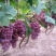 红提子（产地新疆）