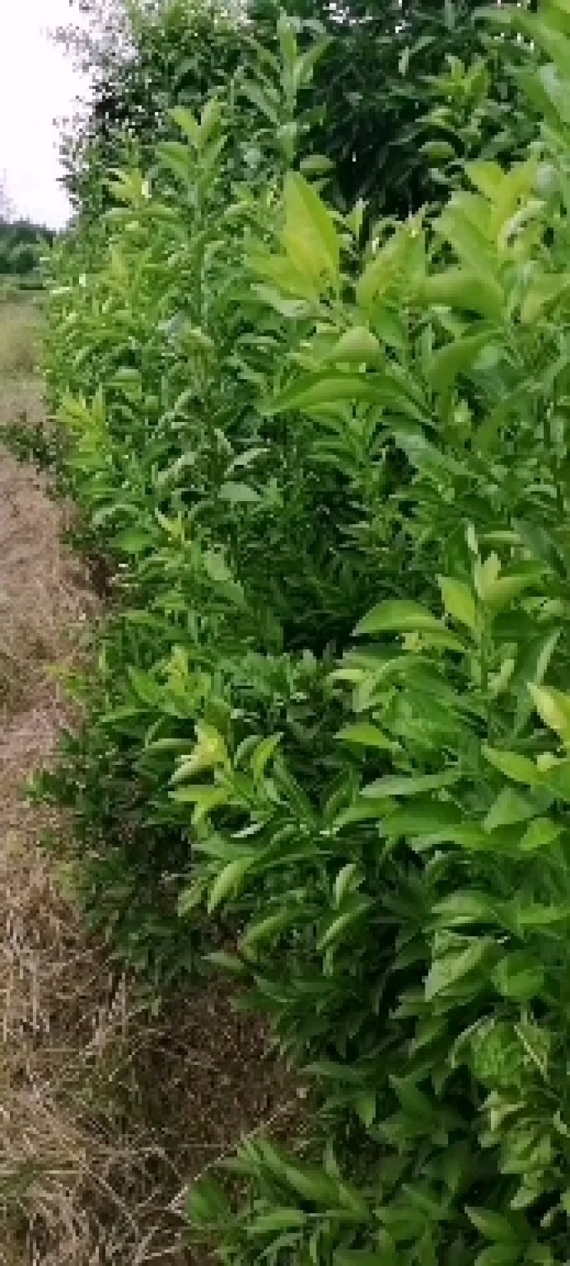 九月红，大分四号，由良，金秋沙糖桔，特早，伦晚