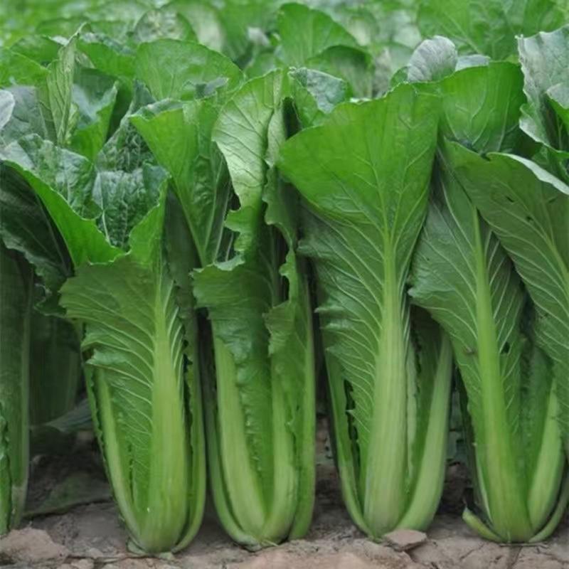 翠禧20快菜种子绿小白菜籽20天成熟四季速生耐热耐湿农户