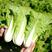 奶油快菜种子小白菜籽20天成熟四季速生耐热耐湿农户用种