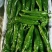 夏邑大棚精品301鲜辣椒现上市中，河南辣椒欢迎咨询