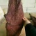 50斤猪肉大块里脊肉（肉类品源头工厂一手货源量大从优）
