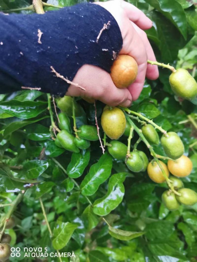 紫肉黄皮，香蜜黄皮，贵妃黄皮，需要苗的联系我