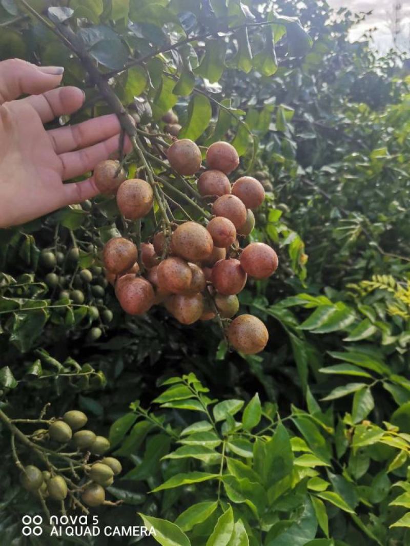 紫肉黄皮，香蜜黄皮，贵妃黄皮，需要苗的联系我
