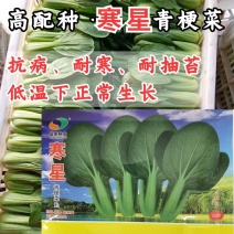 寒星耐寒青梗菜种子越冬耐低温耐抽苔绿梗上海青小油菜种子