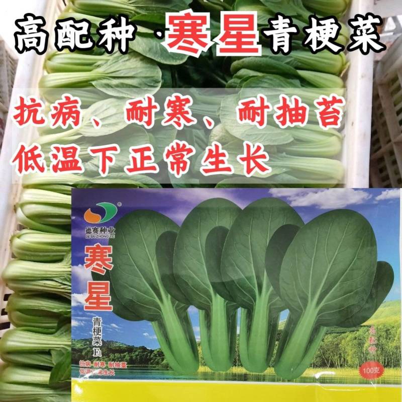 寒星耐寒青梗菜种子越冬耐低温耐抽苔绿梗上海青小油菜种子