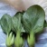 寒星耐寒青梗菜种子越冬耐低温耐抽苔绿梗上海青小油菜种子