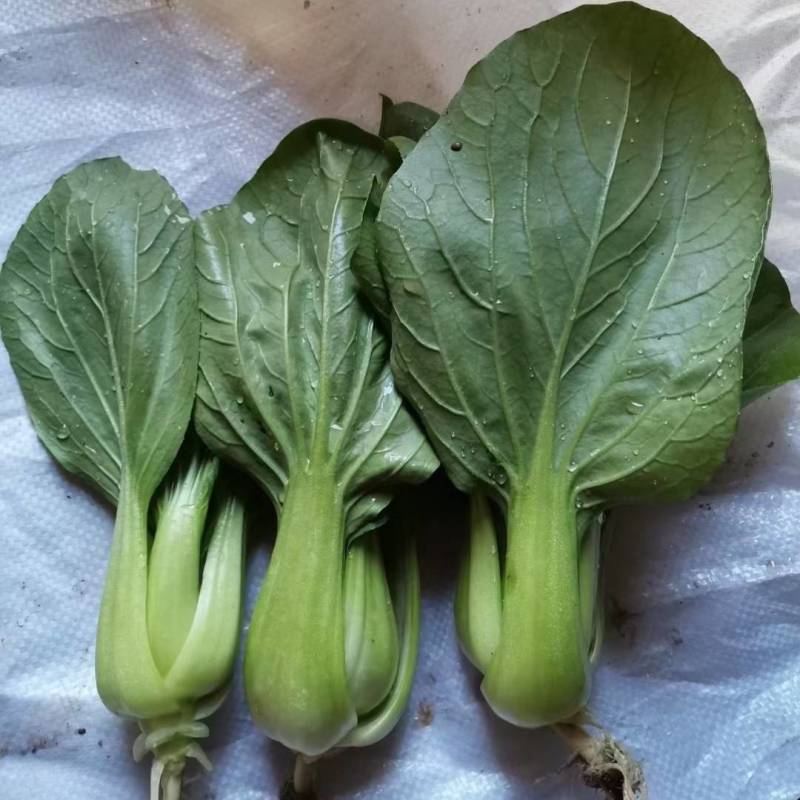 寒星耐寒青梗菜种子越冬耐低温耐抽苔绿梗上海青小油菜种子