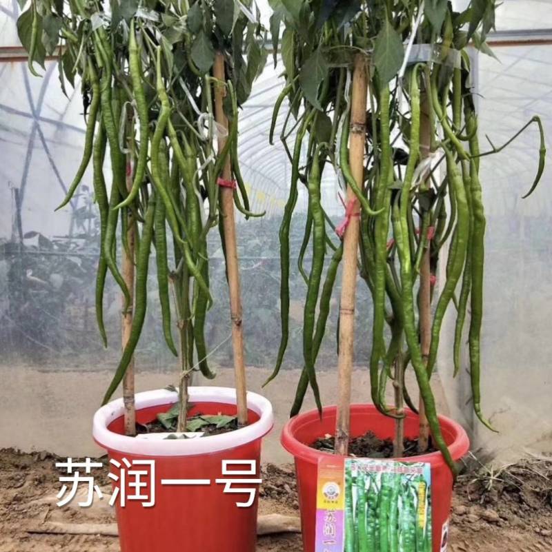 苏润一号线椒种子苏润一椒早熟高产特长线椒条椒二荆条辣椒