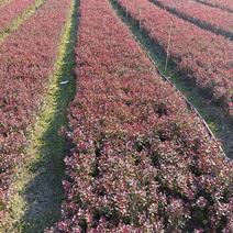 紫叶小檗播种苗12公分以上量大优惠，欢迎实地看货。