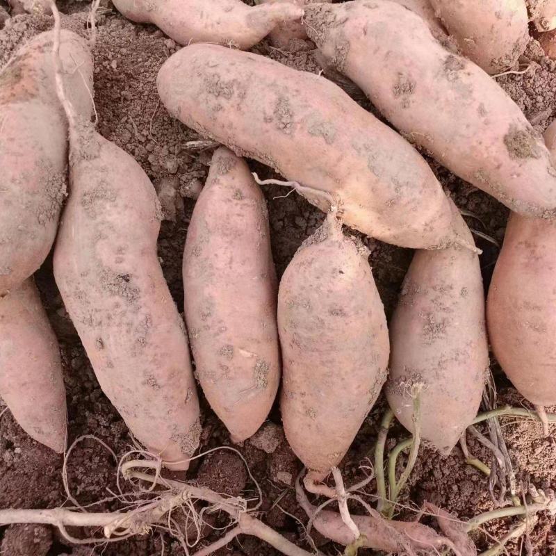 开封红薯龙九蜜薯基地种植户一手货源库存充足量大从优