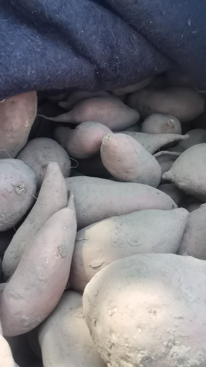 开封红薯龙九蜜薯基地种植户一手货源库存充足量大从优