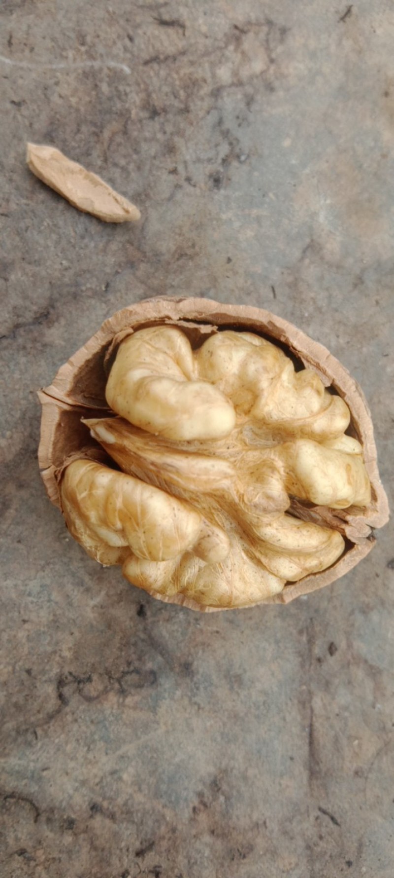 核桃仁，大优干核桃仁，果仁饱满颜色好，产地直发！
