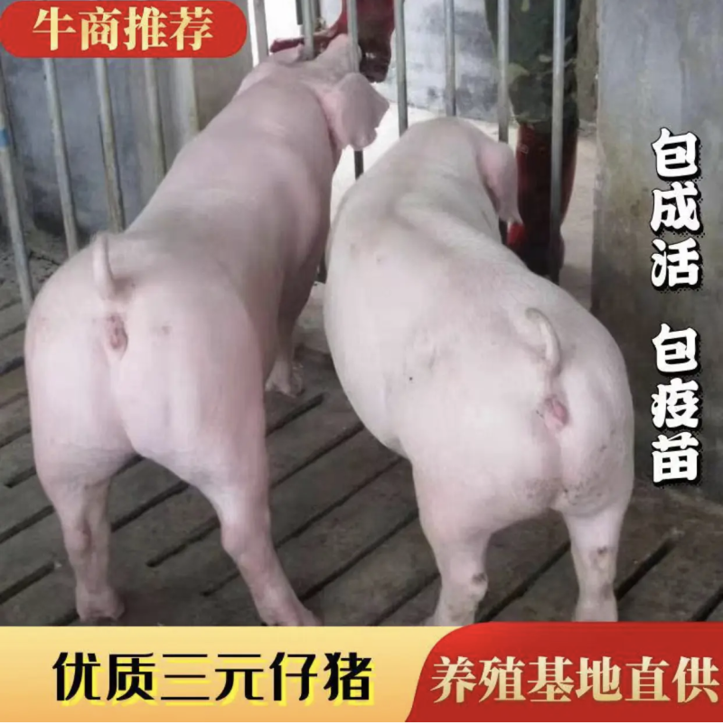 四川优良仔猪任意挑选防疫完善包成活包运货源充足
