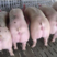 重庆三元仔猪大型猪场品种齐全防疫齐全包运到家大量