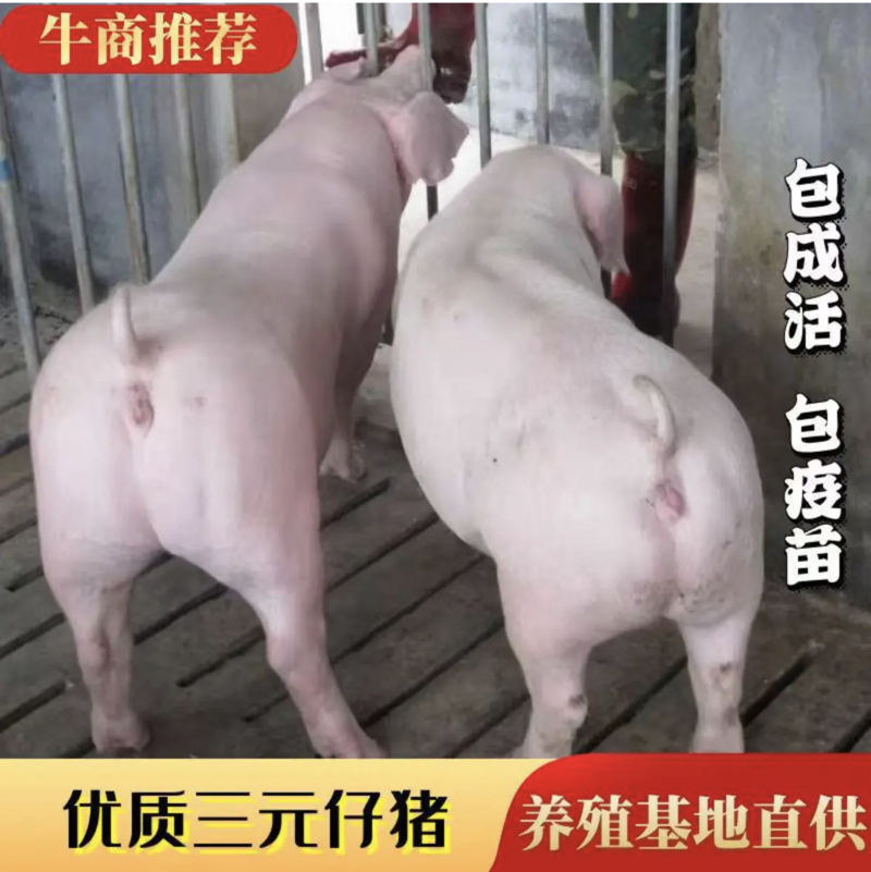 贵州大型猪场三元仔猪任意挑选防疫齐全包运到家