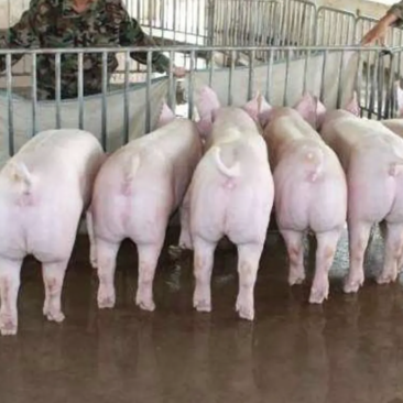 云南大型养殖场三元仔猪防疫完善品种纯正免费运输