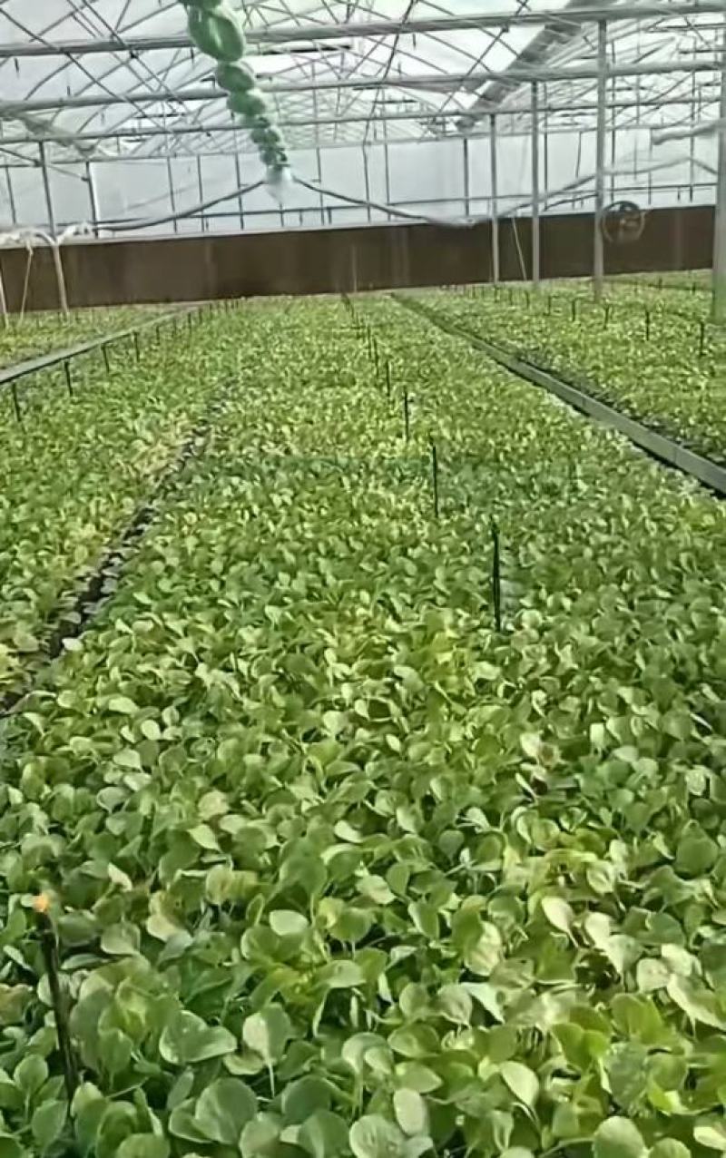 儿菜苗，品种品质保证，大儿小儿穴盘苗/地苗均有