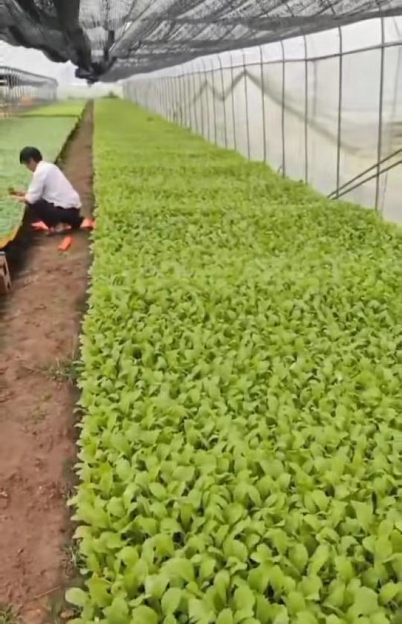 儿菜苗，品种品质保证，大儿小儿穴盘苗/地苗均有