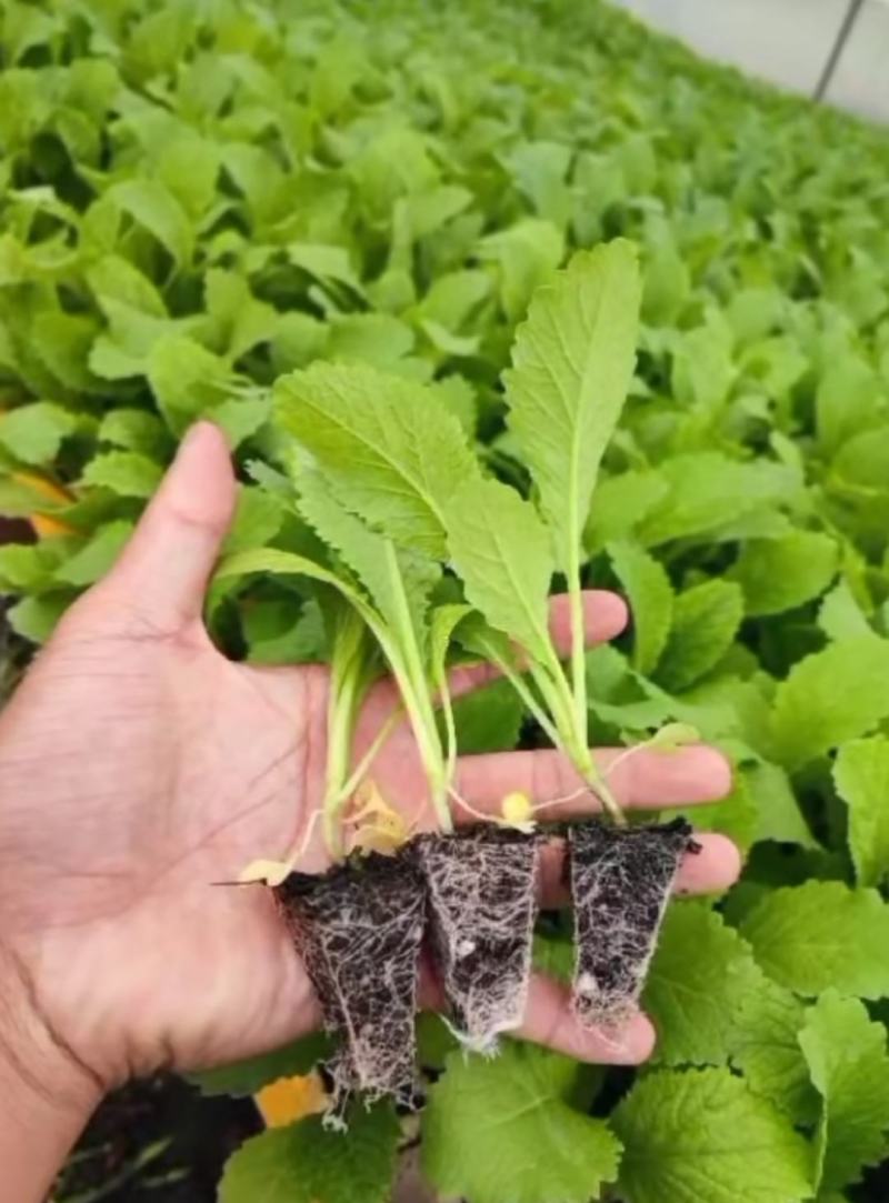 儿菜苗，品种品质保证，大儿小儿穴盘苗/地苗均有
