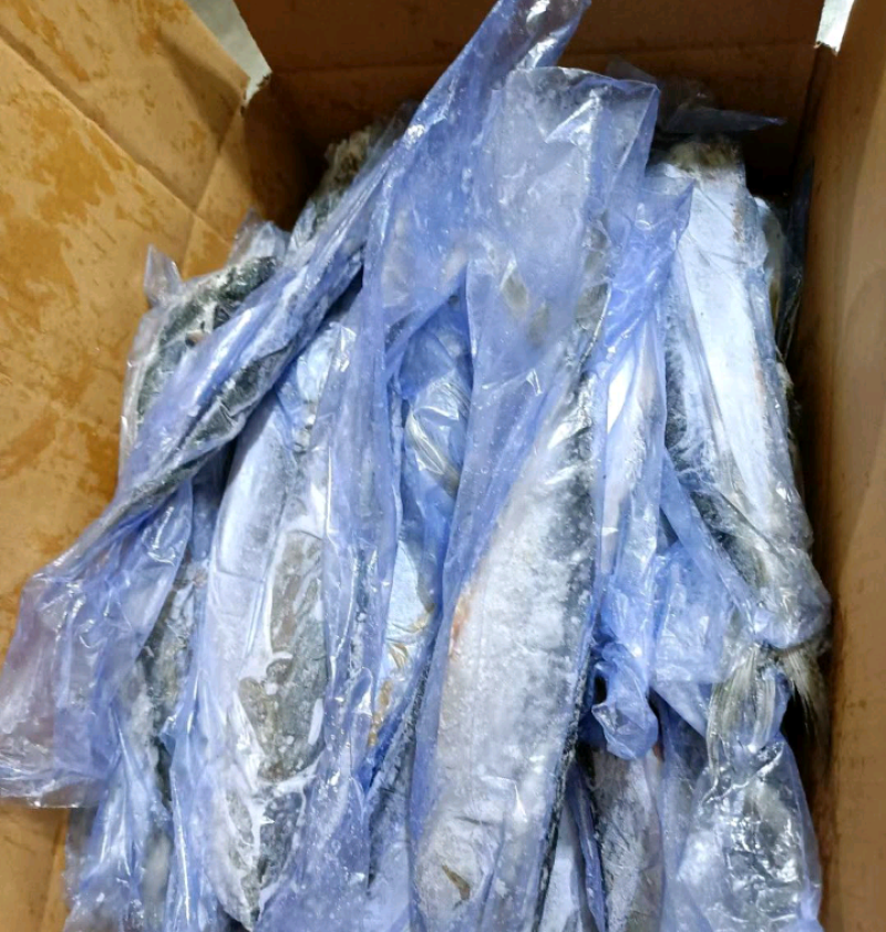 山东鲅鱼各规格都有一手货源品质保证诚信经营