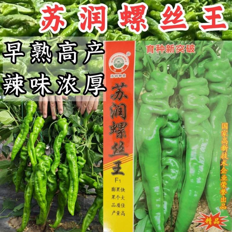 苏润螺丝王螺丝椒辣椒种子早熟厚皮高辣绿皮皱皮高产