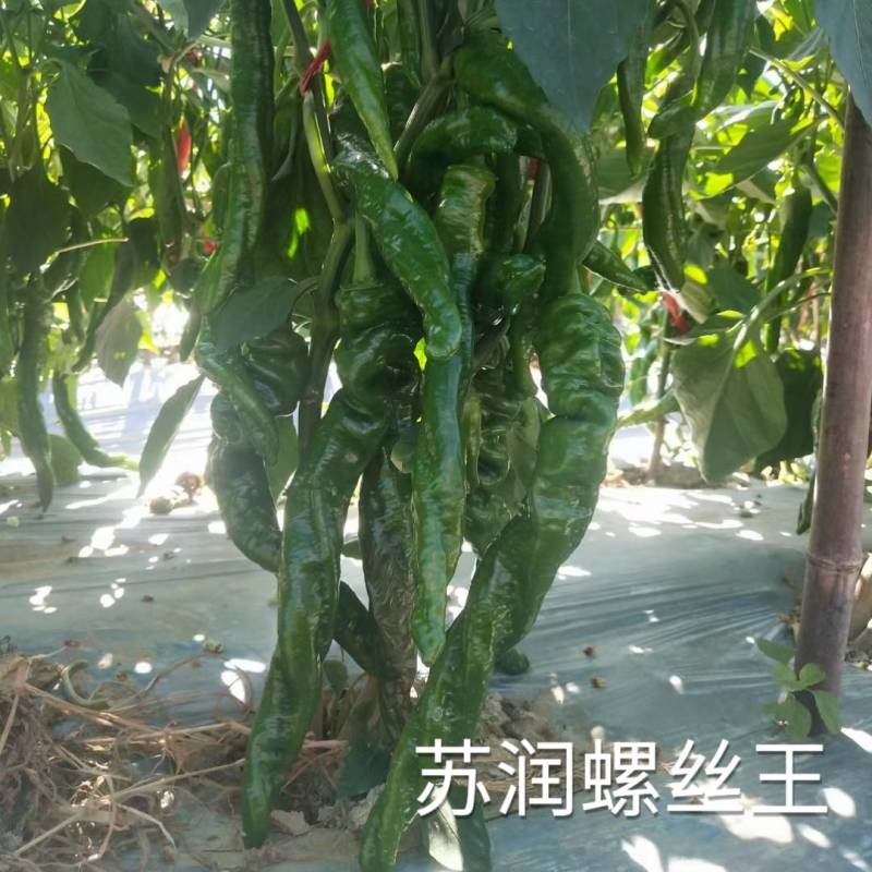 苏润螺丝王螺丝椒辣椒种子早熟厚皮高辣绿皮皱皮高产