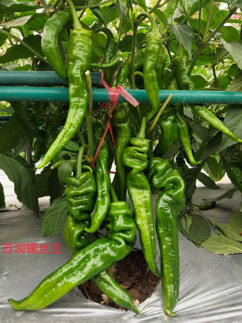 苏润螺丝王螺丝椒辣椒种子早熟厚皮高辣绿皮皱皮高产