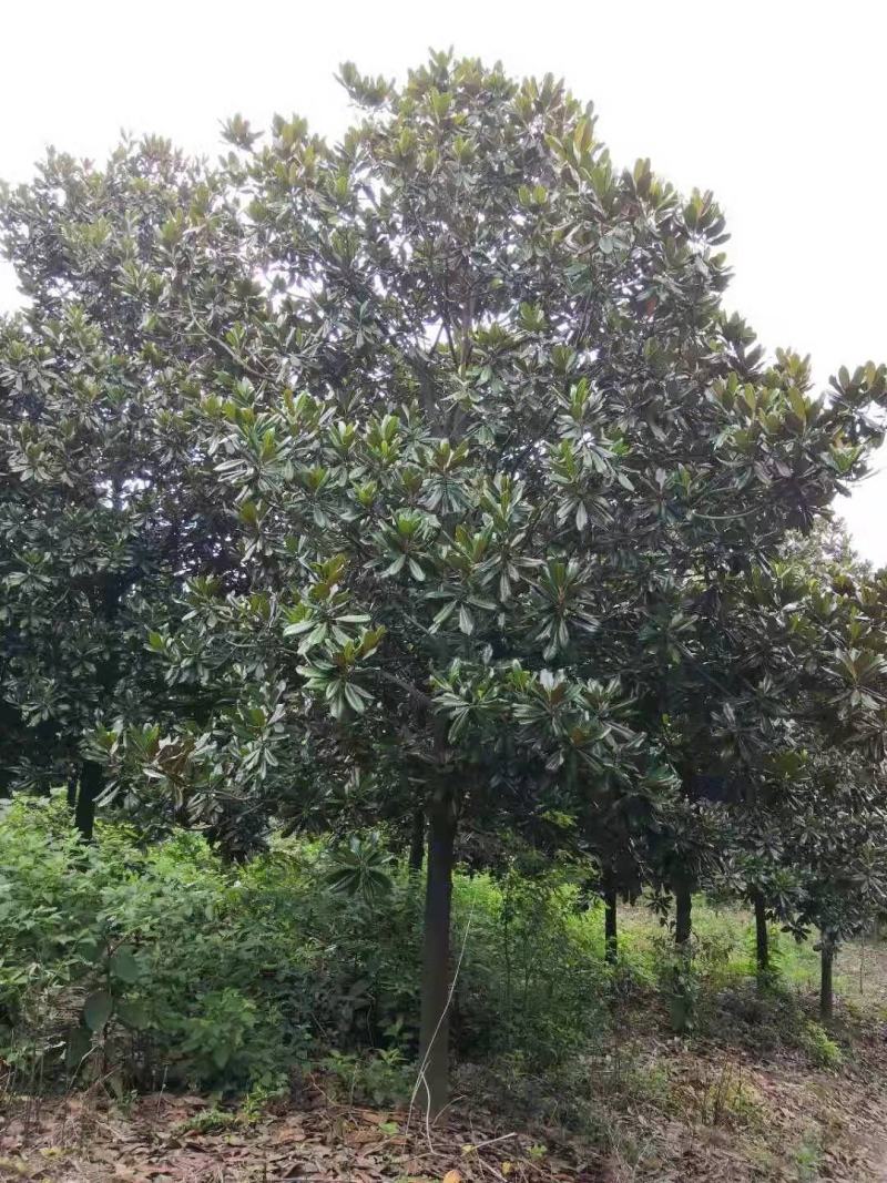 15公分精品广玉兰，处理价！基地直销，物美价廉，假一赔三