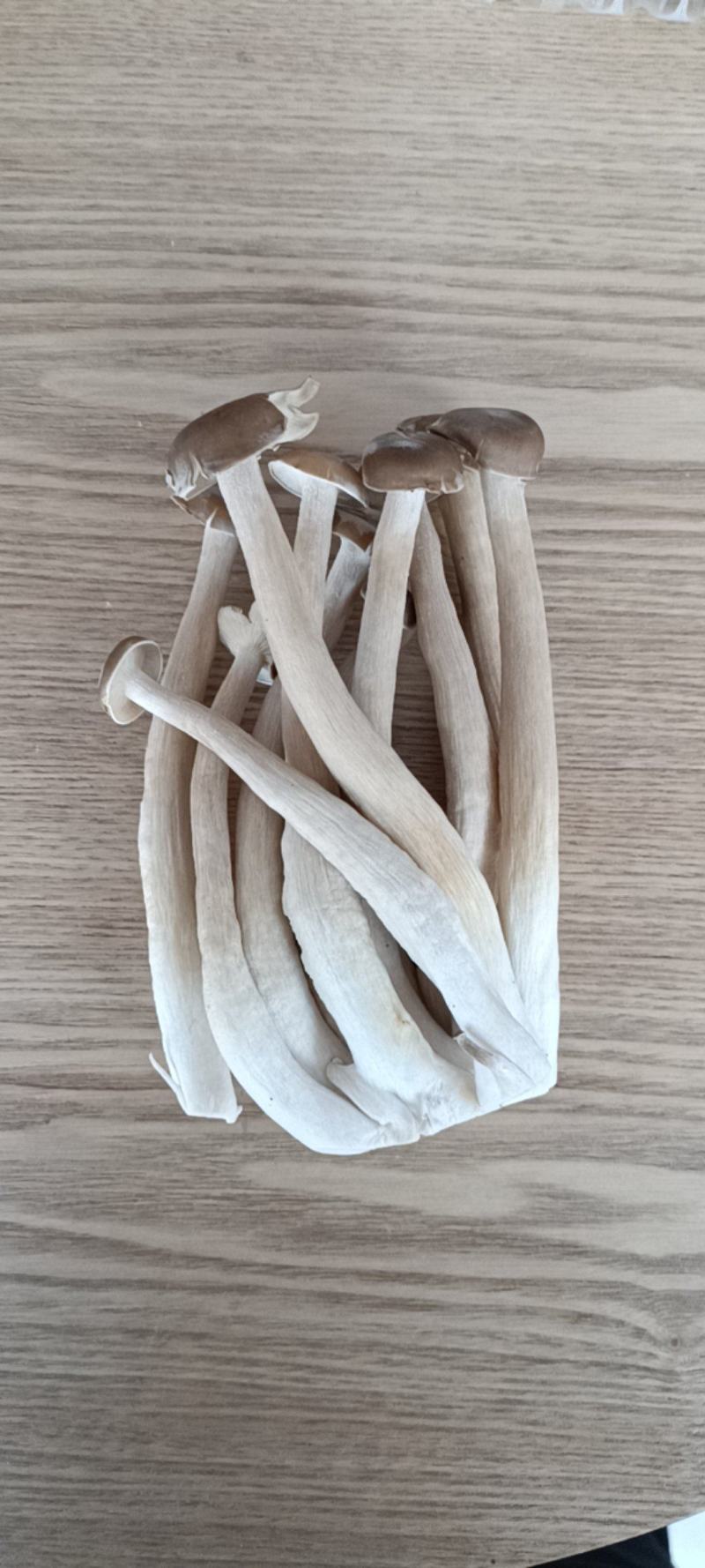 新鲜鹿茸菇鹿茸菌特级鹿茸菇煲汤食材食用菌菇