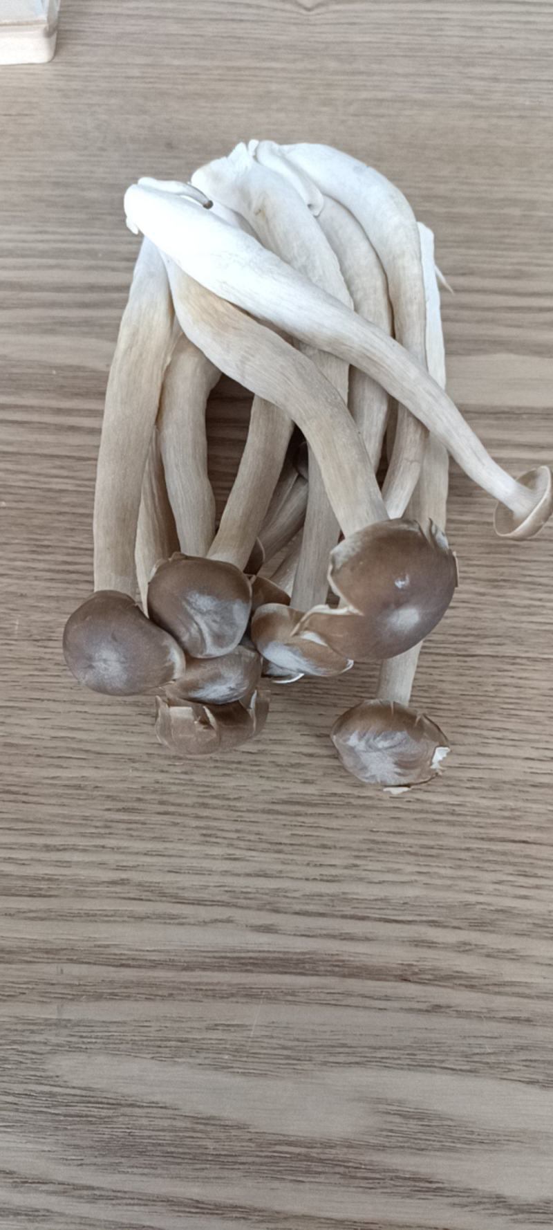 新鲜鹿茸菇鹿茸菌特级鹿茸菇煲汤食材食用菌菇