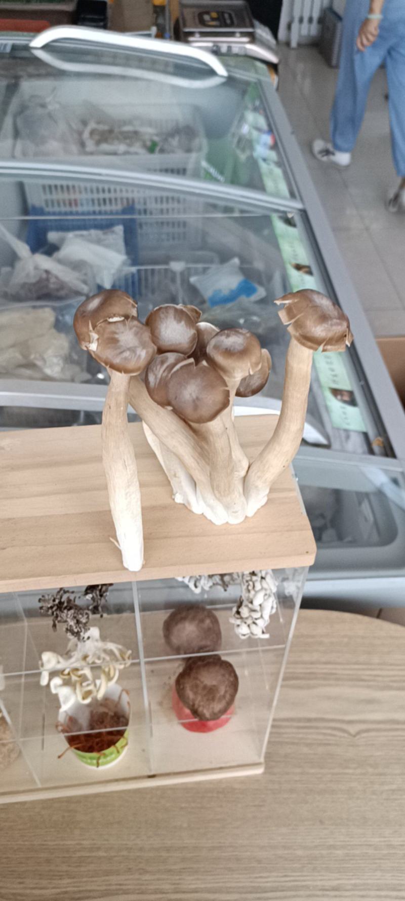新鲜鹿茸菇鹿茸菌特级鹿茸菇煲汤食材食用菌菇