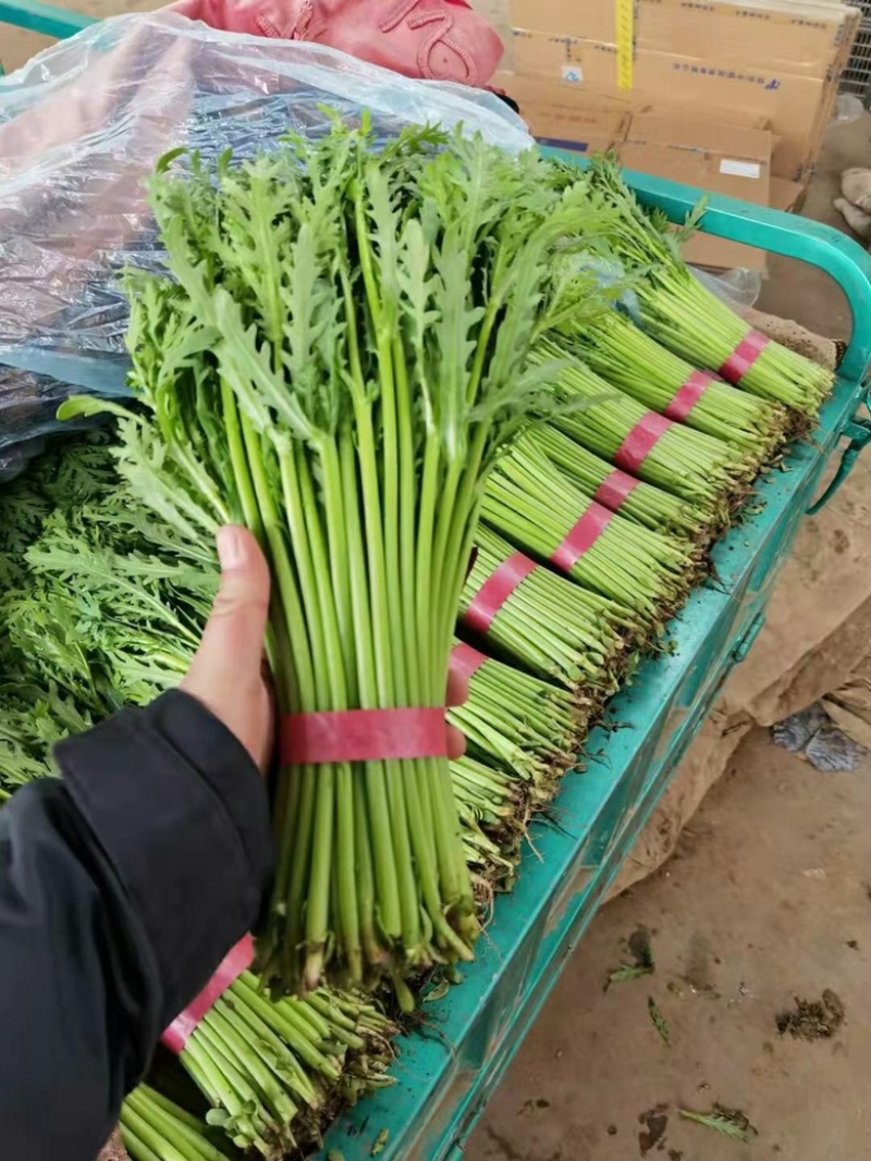 【推荐】河北小叶茼蒿一手货源供应市场商超电商量大价优