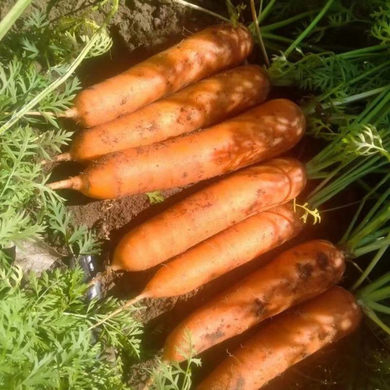 胡萝卜，小燕顶胡萝卜，吉林松原货源，先挖现发，新鲜脆甜，