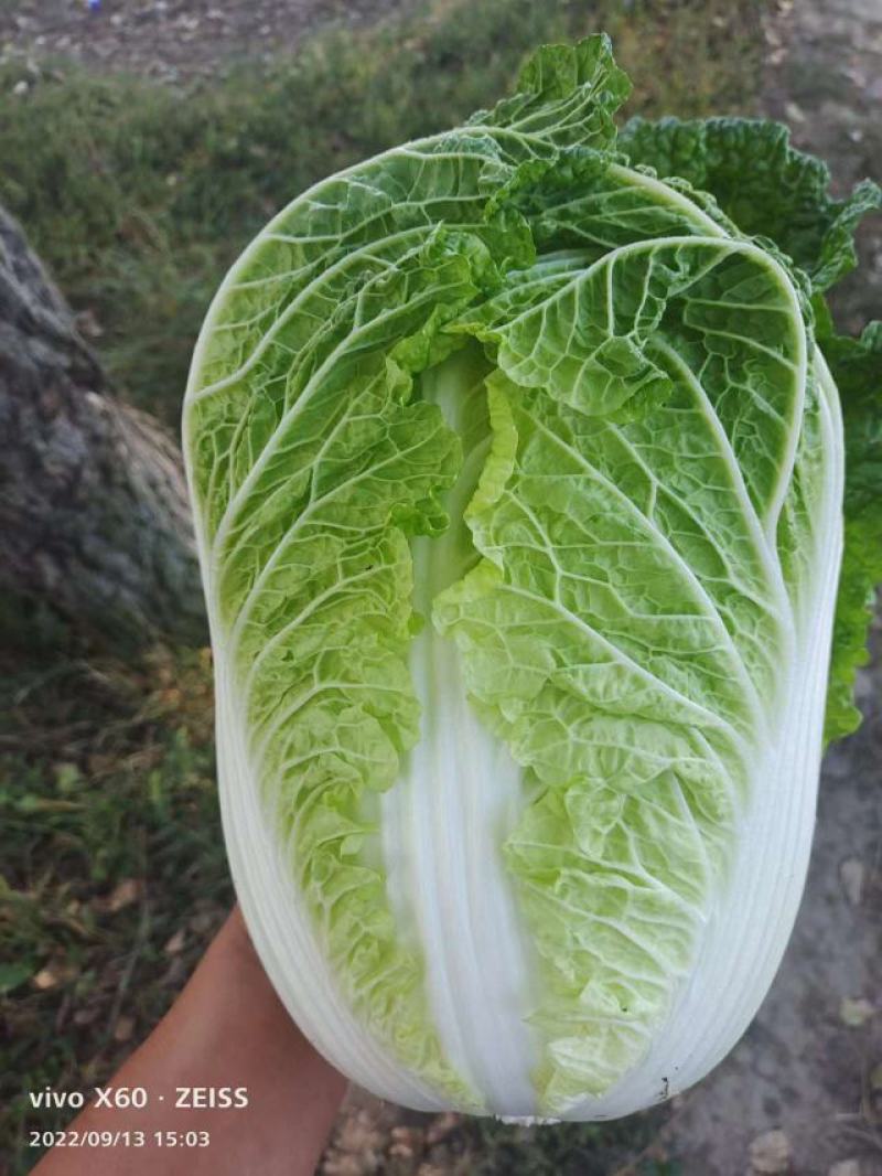黄心白菜，吉林松原产地，货源充足，批发价对接市场