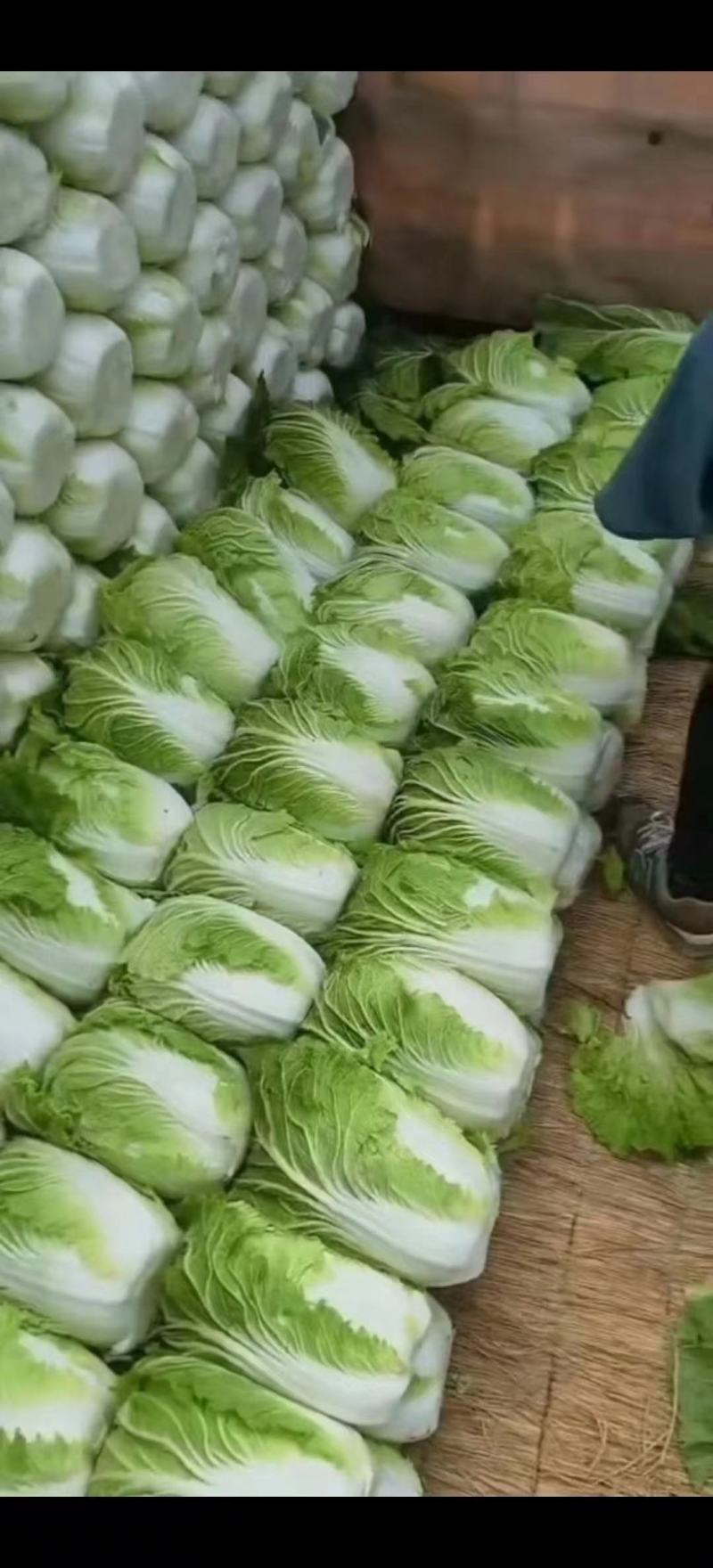 黄心白菜，吉林松原产地，货源充足，批发价对接市场