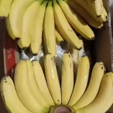 香蕉云南广西量大从优质量果面干净团购赶集