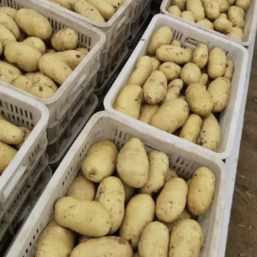 荷兰十五土豆【黄皮黄心】基地直供全国发货诚信商家